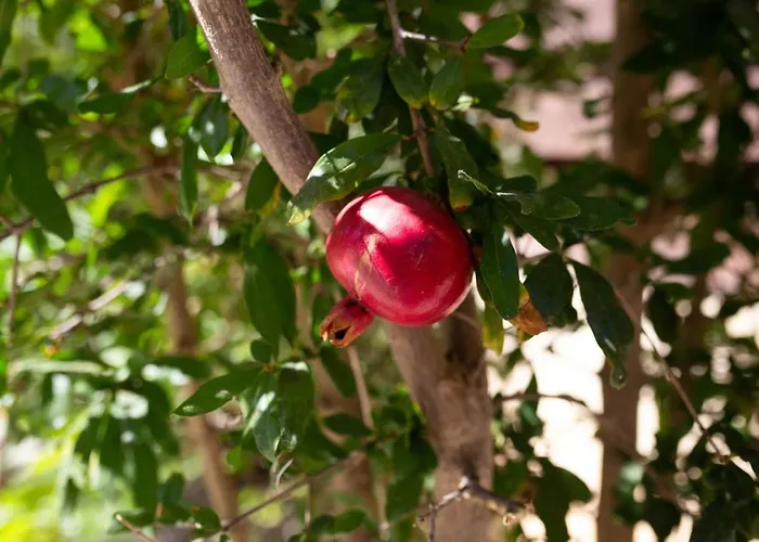 Skandinavia - Modern 3br Escape With Private Pool & Bbq Pegeia