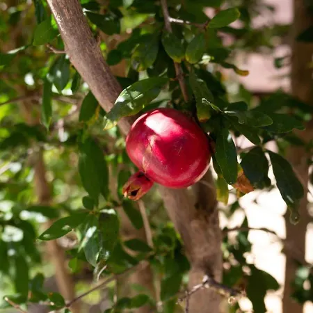 Skandinavia - Modern 3br Escape With Private Pool & Bbq 佩亚