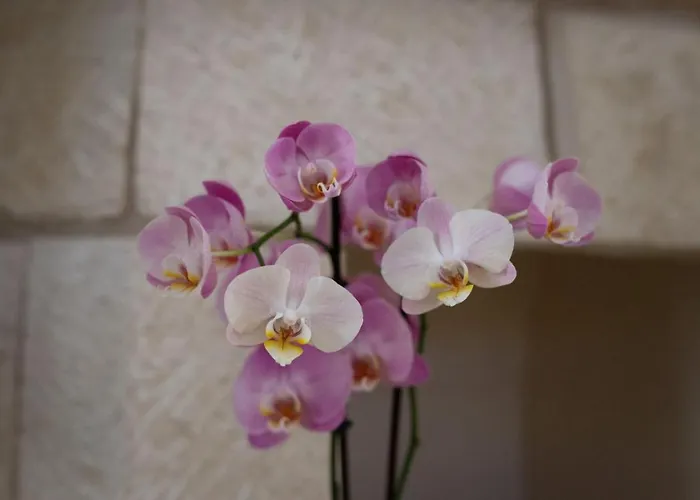 Skandinavia - Modern 3br Escape With Private Pool & Bbq Peyia